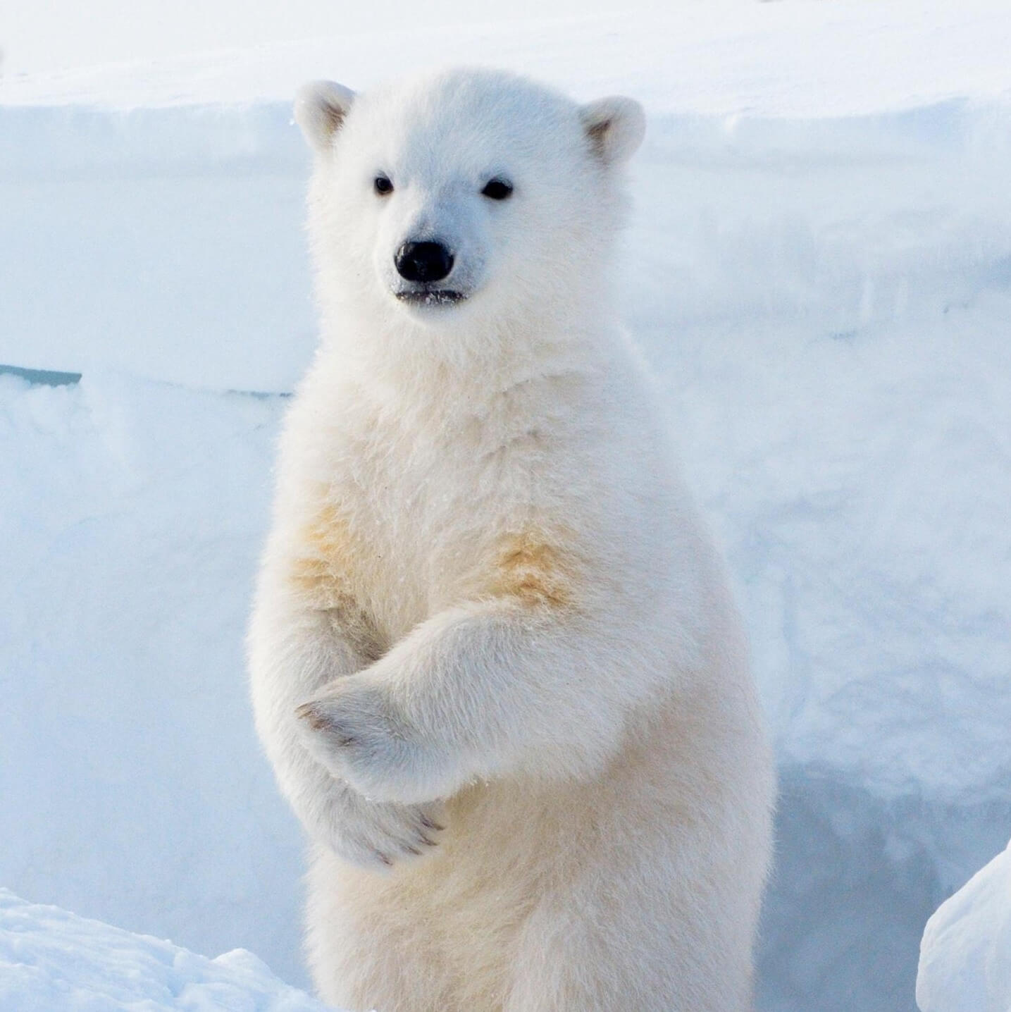 Profile Image of the Author